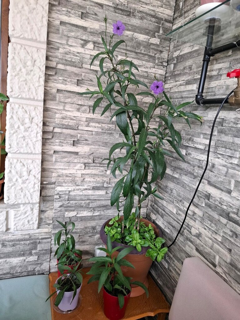 Meksika petunyası, gelin tacı çiçeği - 13