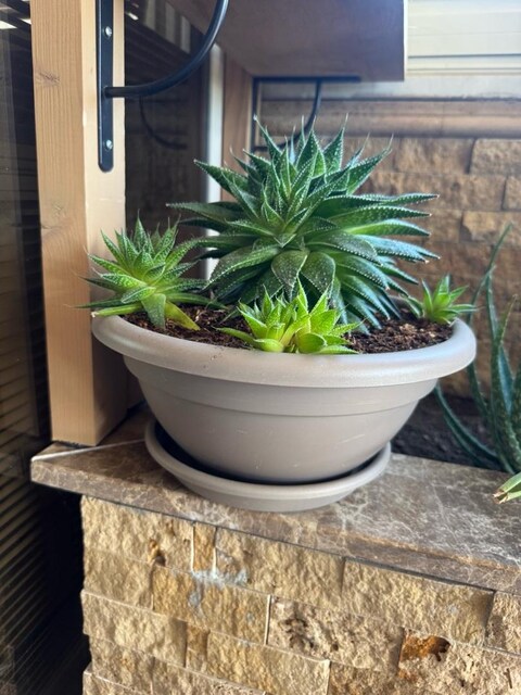 Aloe aristata