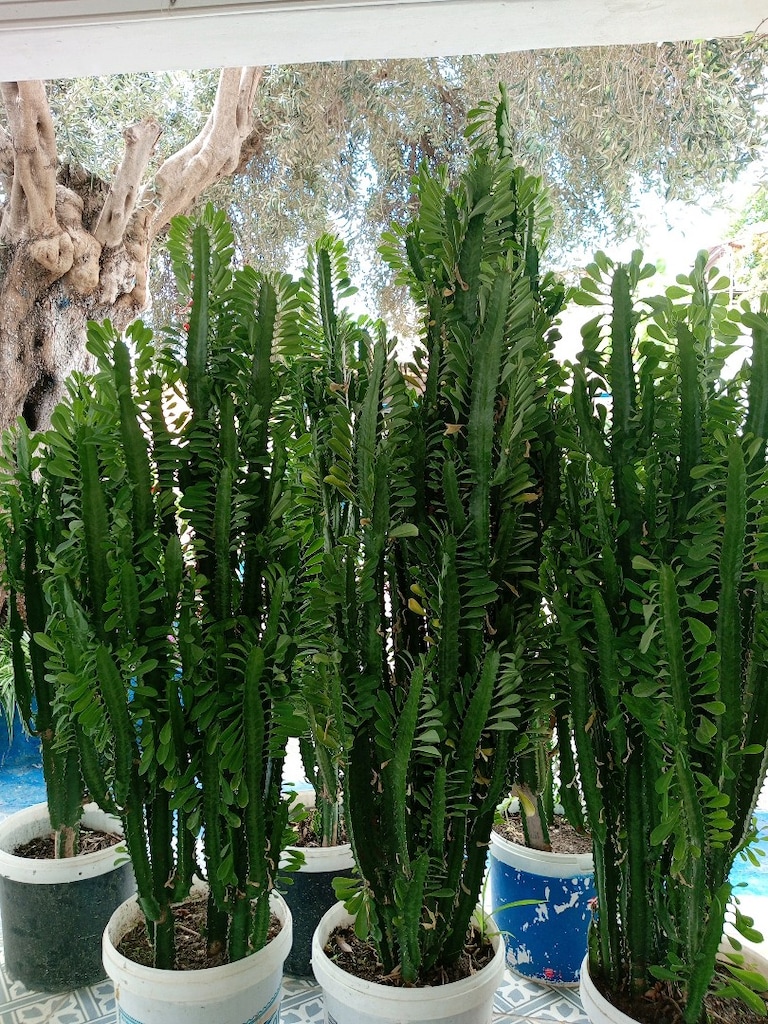Süt Kaktüsü - 4