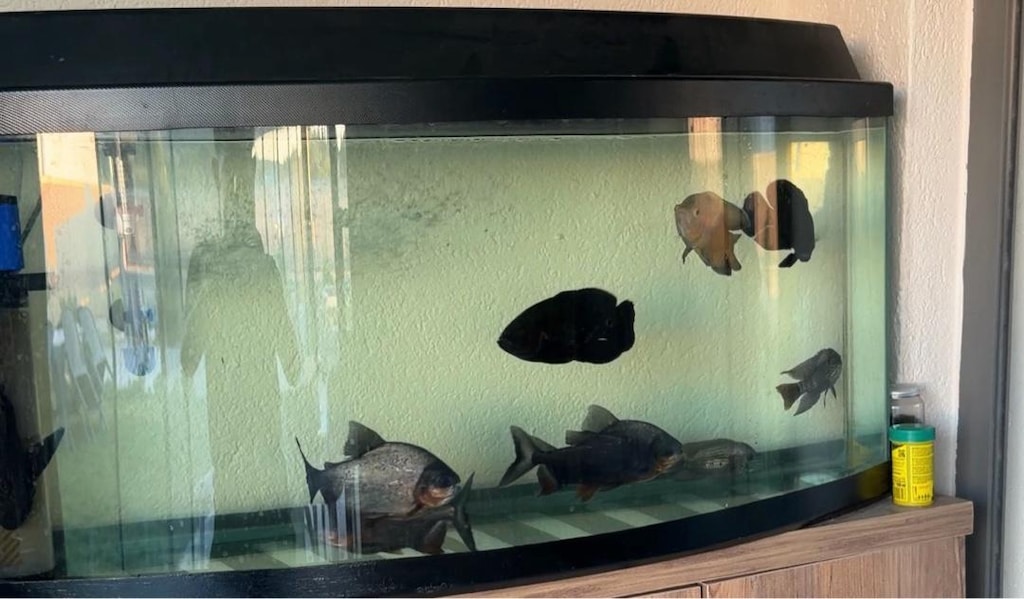 pacu pirana