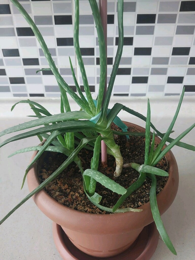 Aloe Vera - 8