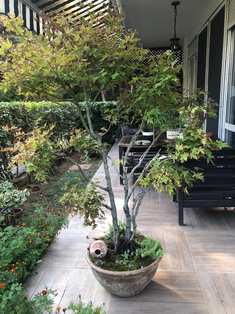 Toprak Saksıda Akçaağaç Bonsai - 5