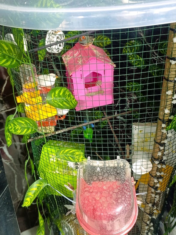 el yapımı özel salma 6 eşli finch tüm malzemeler - 2
