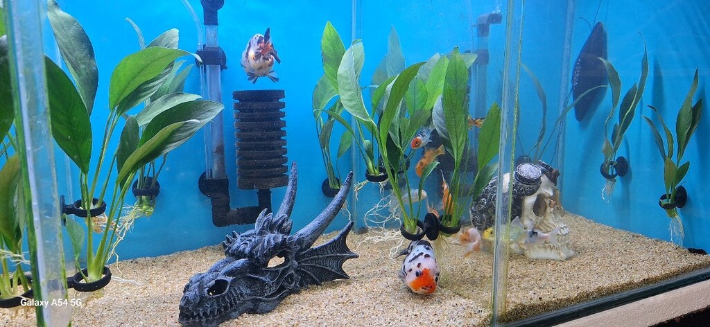 Anubias Congensis L Boy 20 cm İthal Bitki - 3
