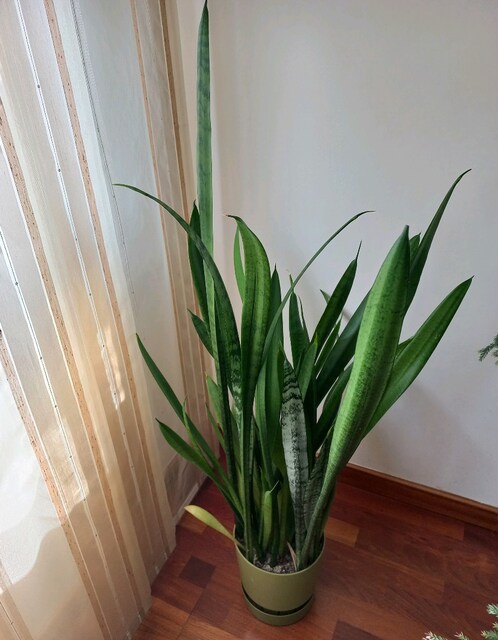 120 cm Büyük Boy Paşa Kılıcı – Sağlıklı, Bol Sürgünlü, Saksısıyla.