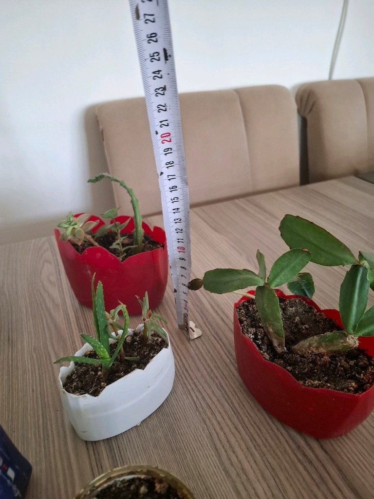 canlı çiçekler ( hepsi 100₺ ) - 4