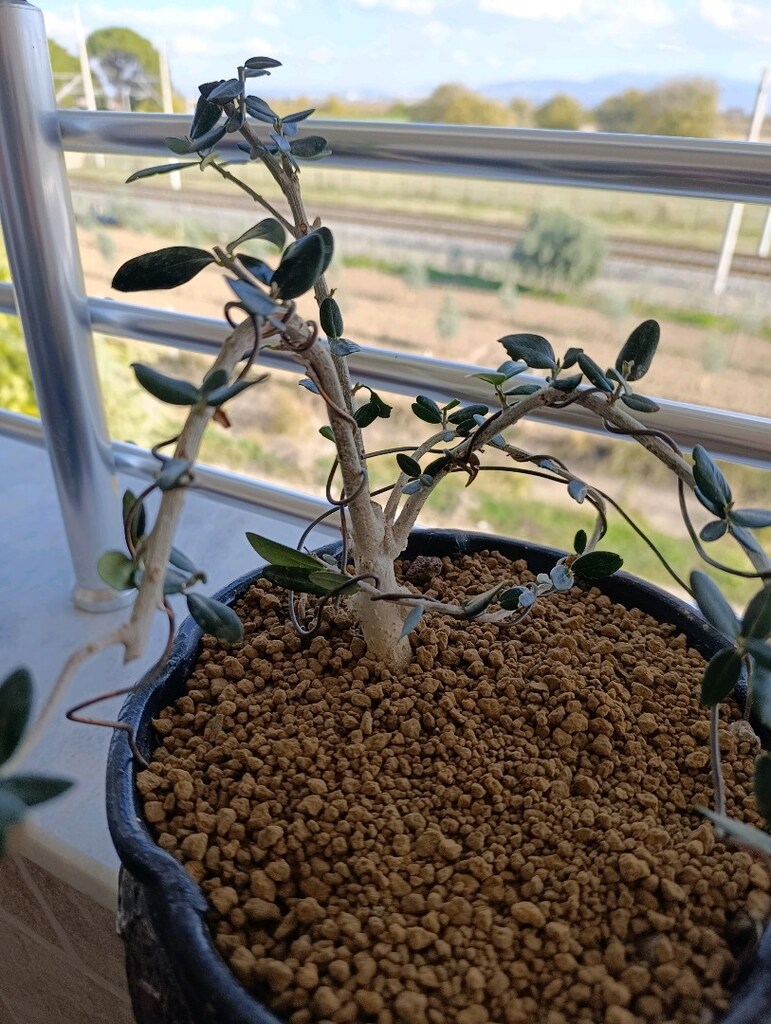 bonsai - 3