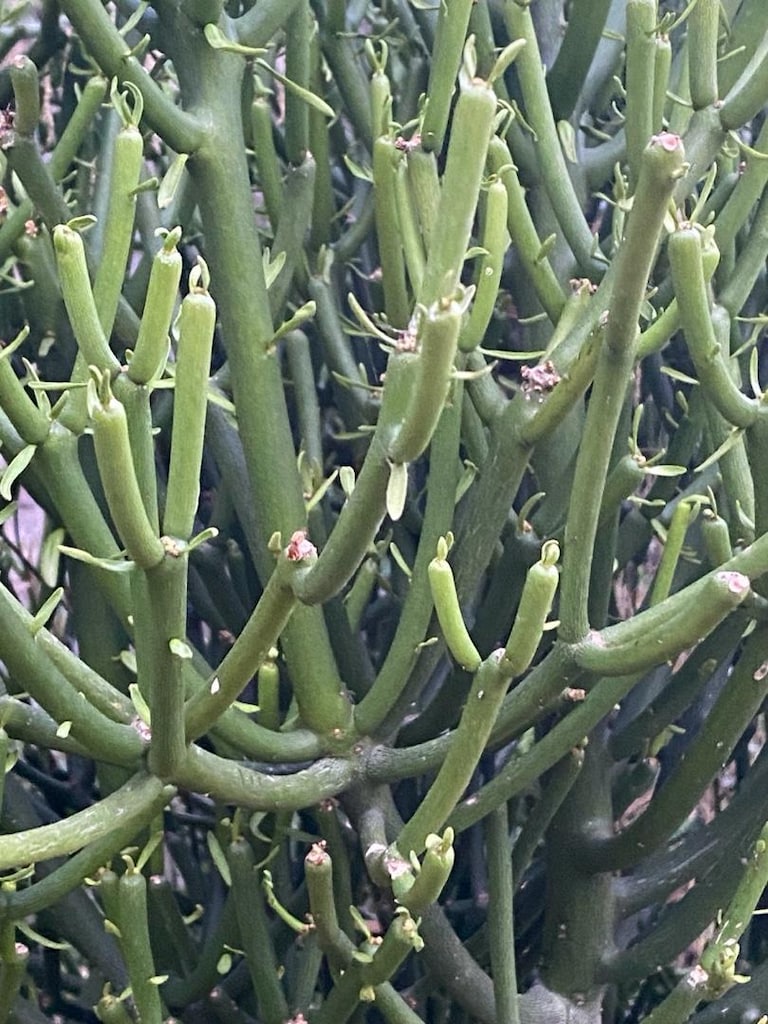 5 ve 10 yıllık kalem ağacı(Euphorbia tirucalli) peyzaj için 2m ve 4m - 3