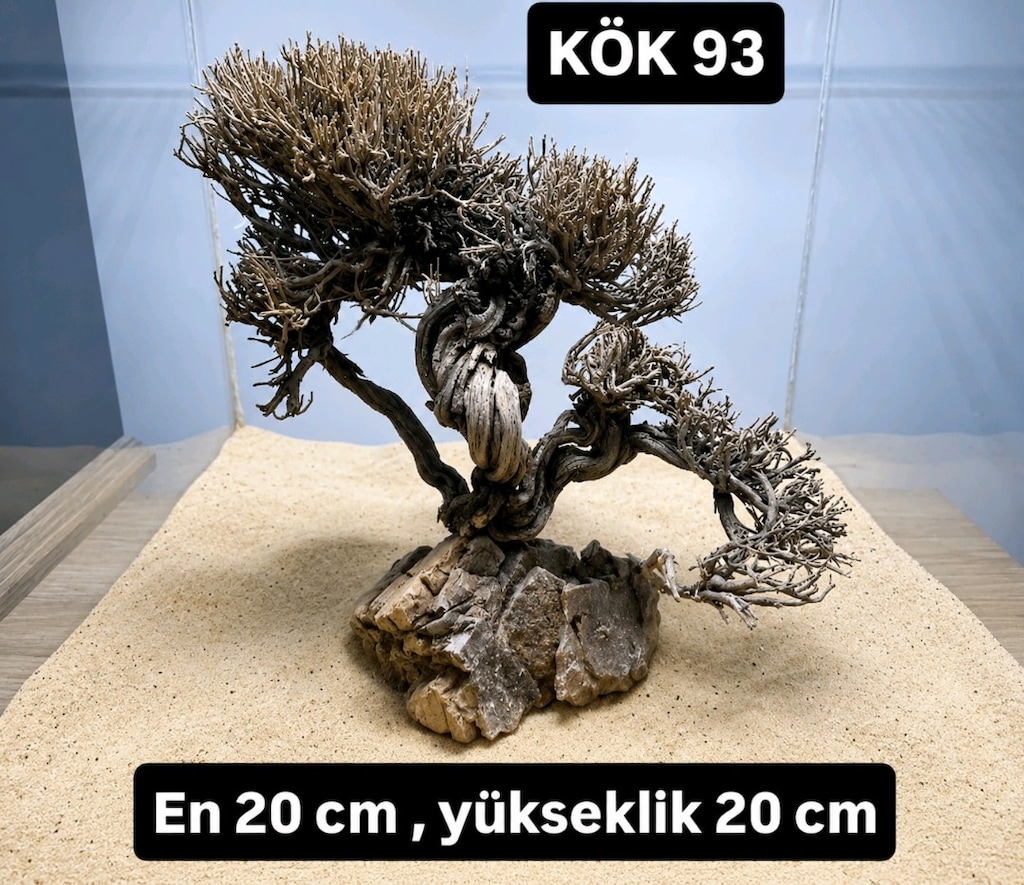 Moss ağaç - 5
