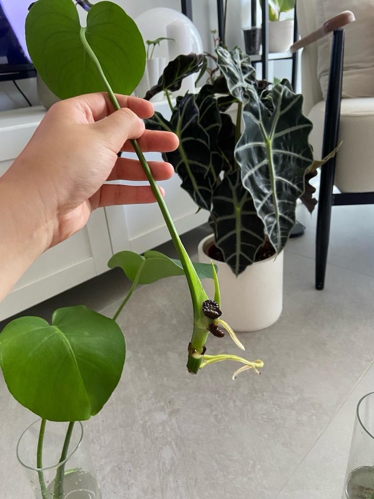 canlı bitki monstera deve tabanı köklü çelik - 2