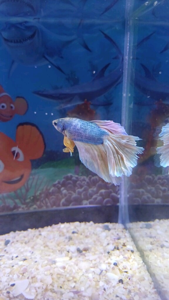 betta ve akvaryum - 2