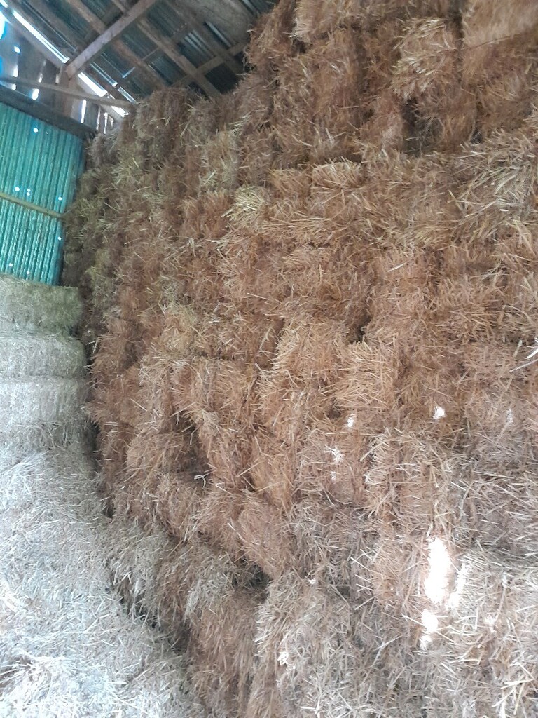 Saman balyesi - 3