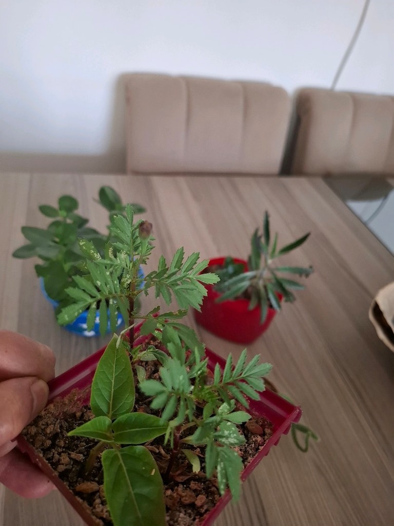 4 farklı canlı çiçek 100₺ - 19