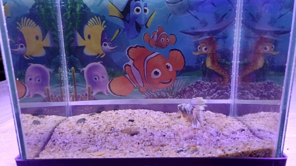 betta ve akvaryum - 3