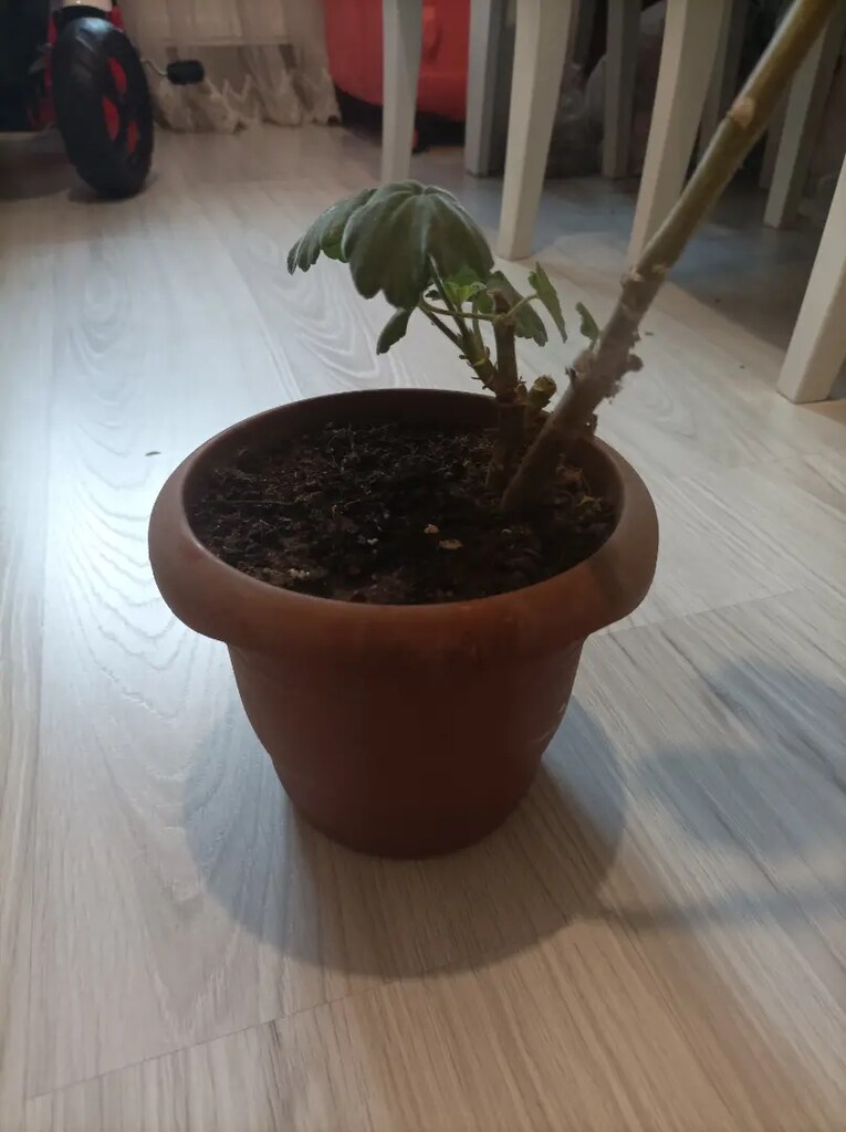 Çiçek - 3