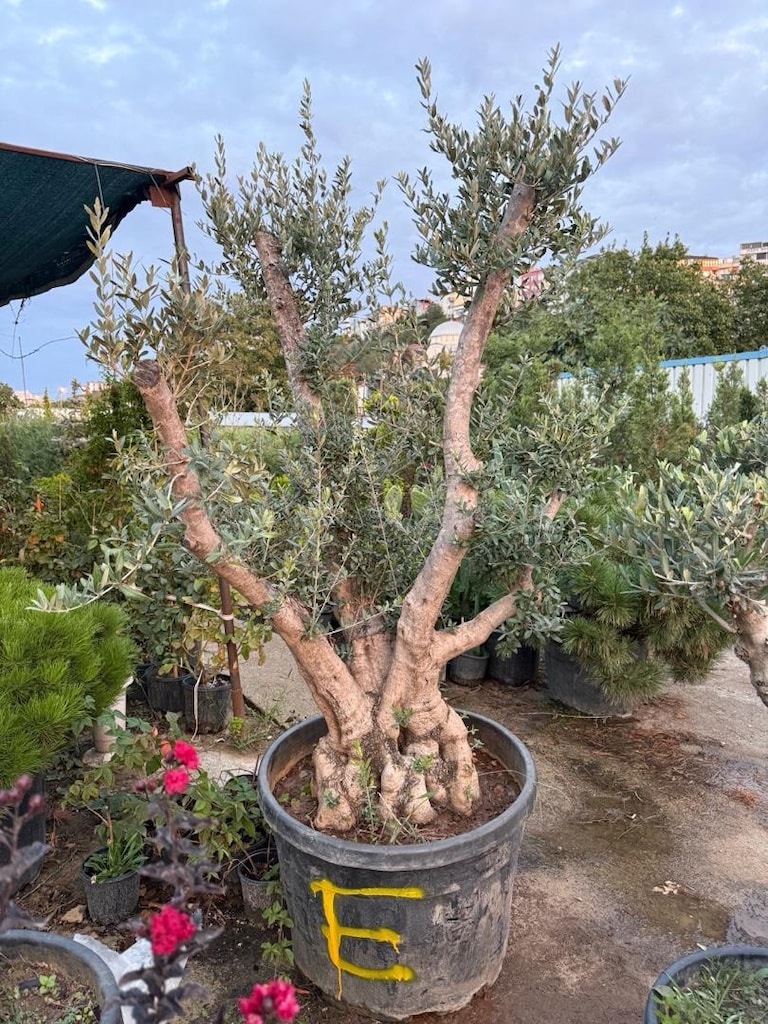 şekili zeytin ağacı - 2