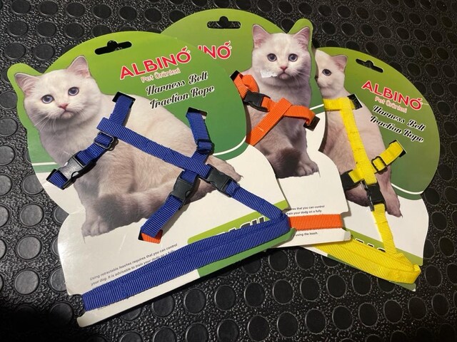 Kedi gezdirme tasması