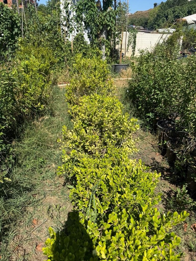 şimşir - 5