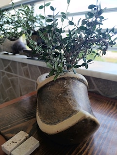 zeytin bonsai adayı - 2