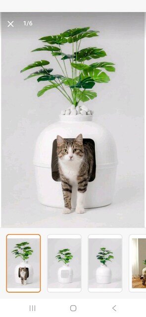 kedi tuvaleti