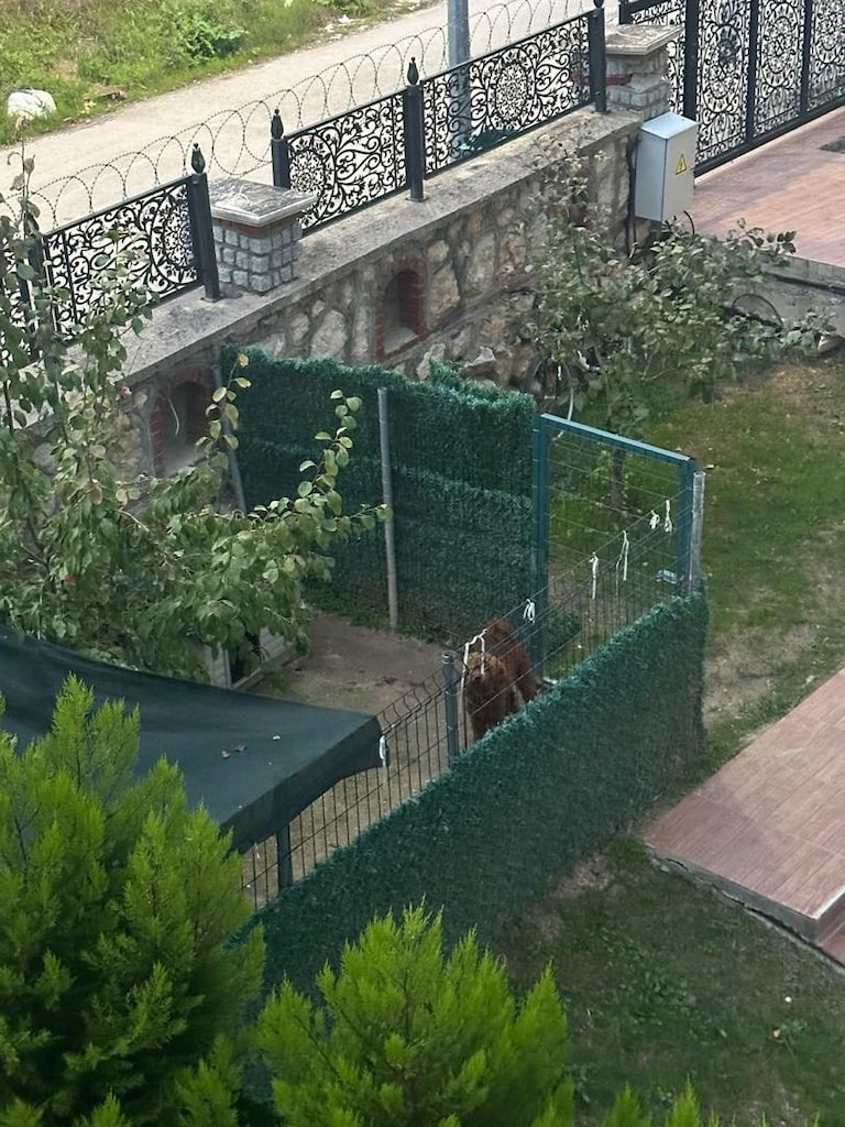 köpek kafesi - 3