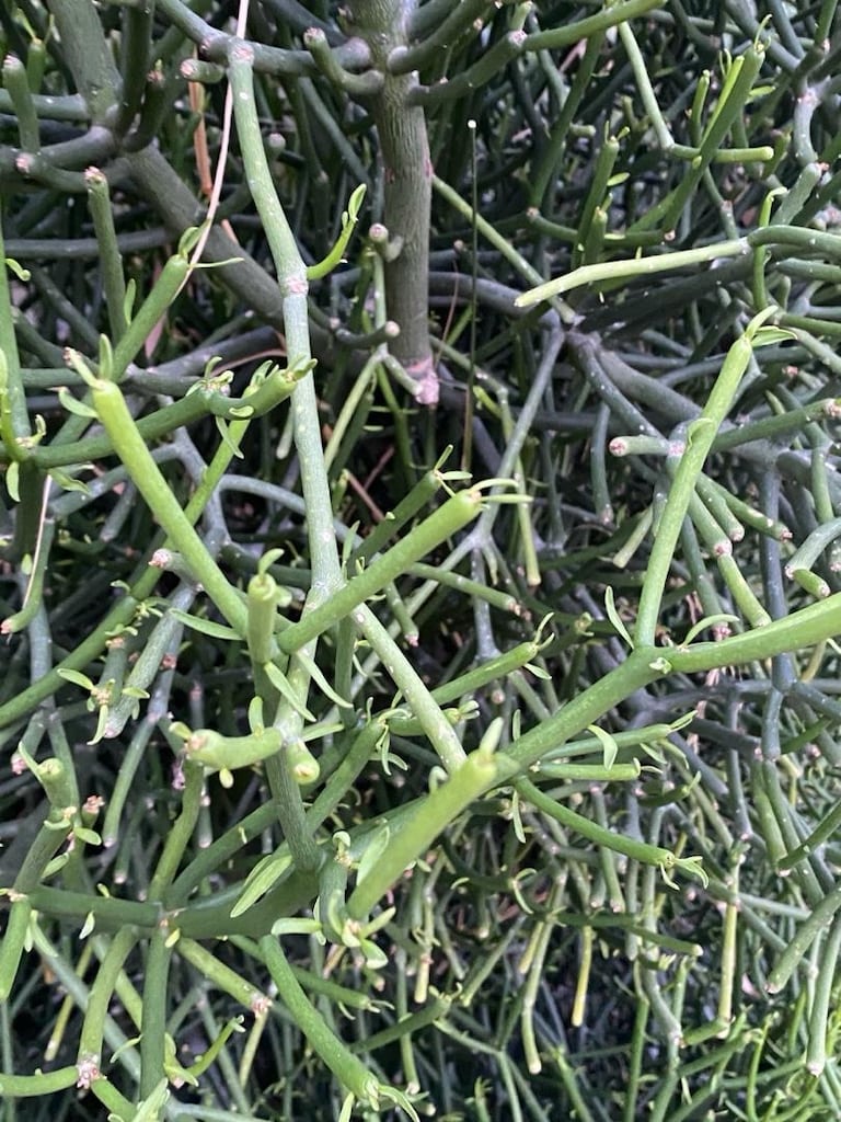 5 ve 10 yıllık kalem ağacı(Euphorbia tirucalli) peyzaj için 2m ve 4m - 7