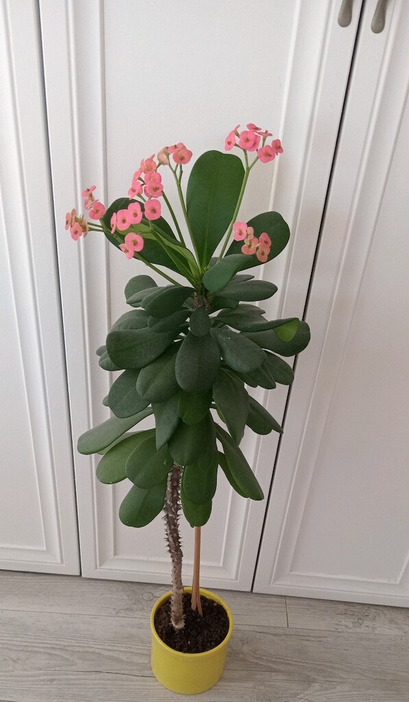 CANLI ÇİÇEK SAKSIDA - 2