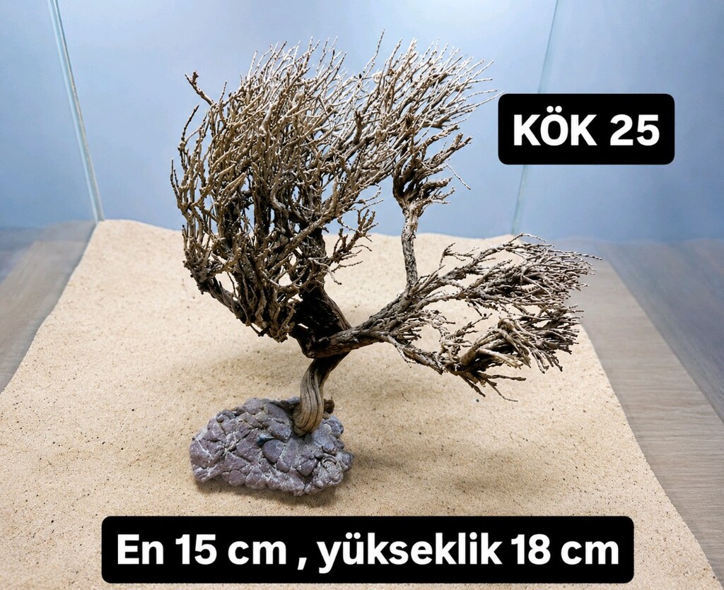 Moss ağaç çeşitleri - 6
