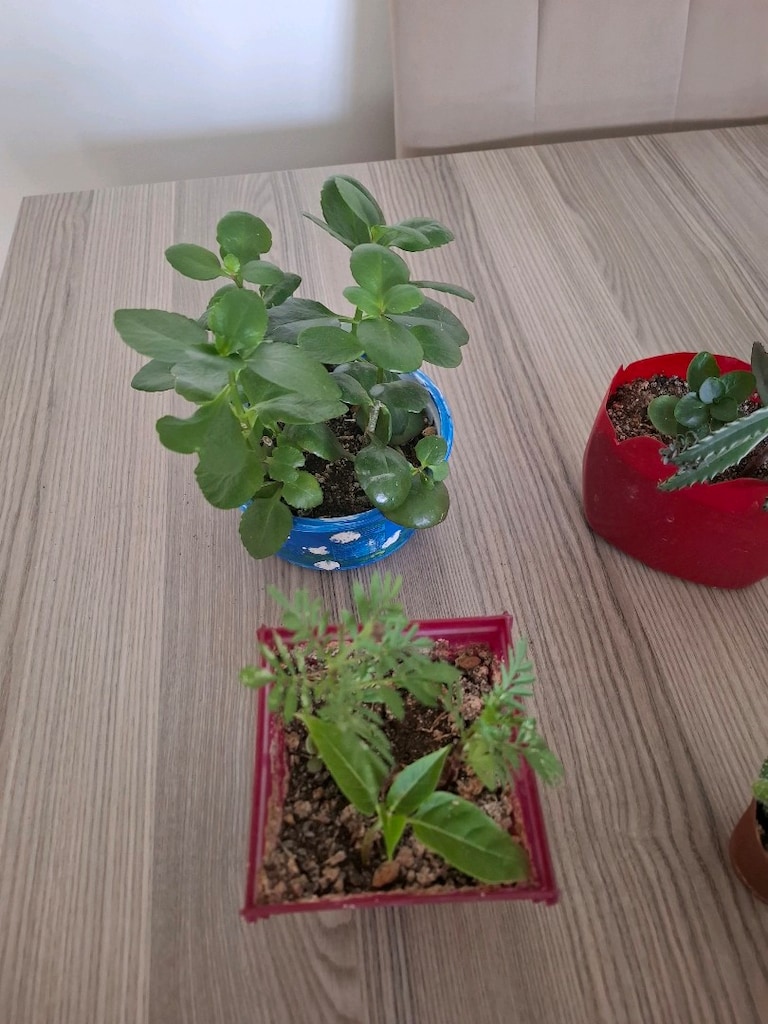 4 farklı canlı çiçek 100₺ - 3