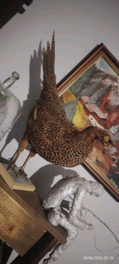 balıkçı ve sülün - 3