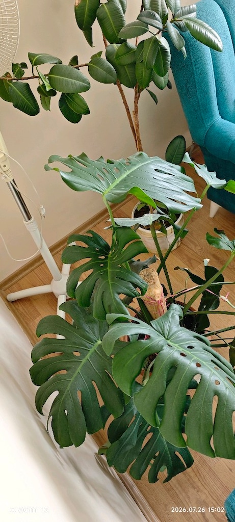 monstera deve tabanı yetişkin 50cm yaprak boy - 4