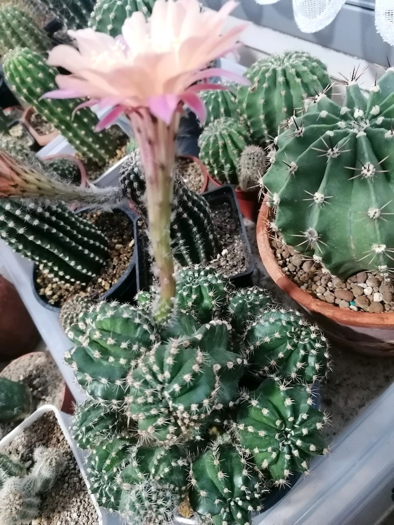 Echinopsis Hibrit - 4