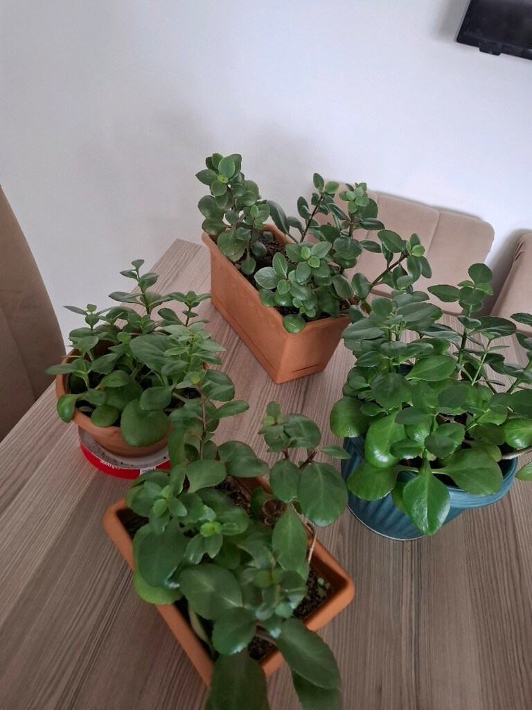 kalanşo çiçekleri ( Tanesi 250₺) - 12