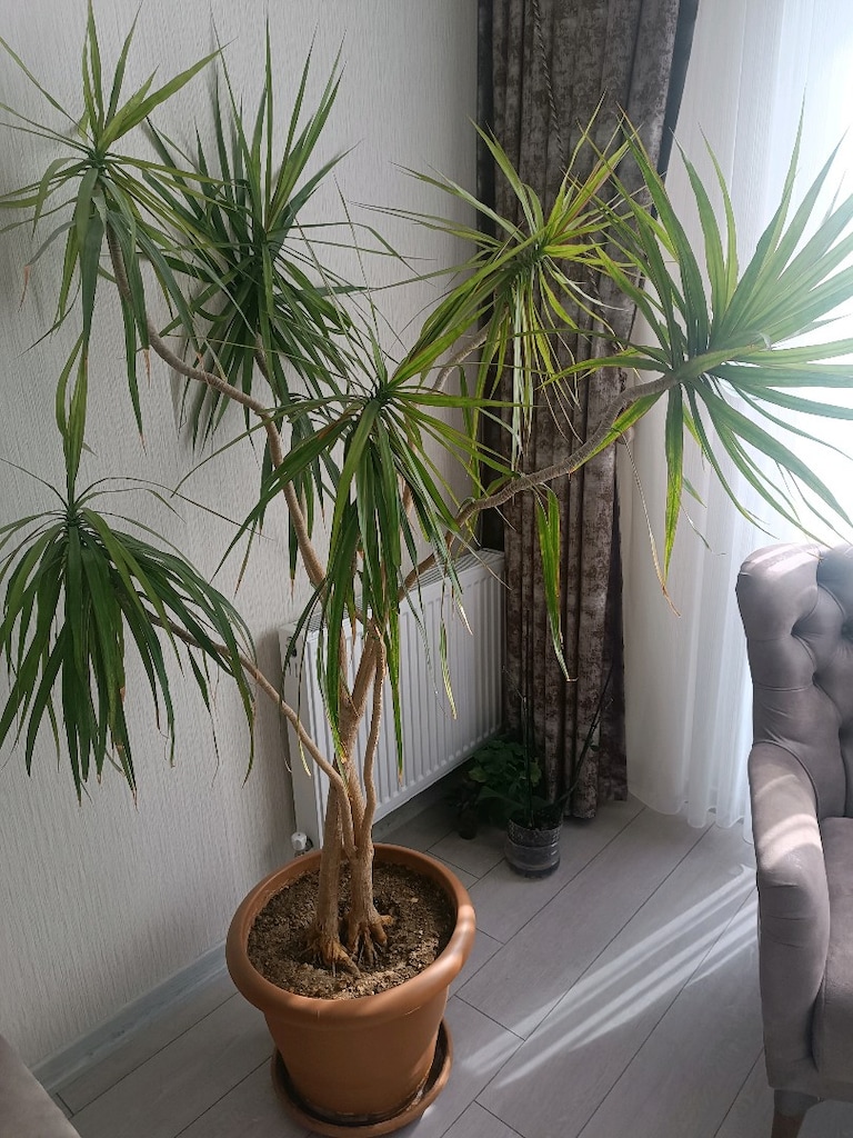 Madagaskar ejder ağacı UYGUN FİYAT! - 2