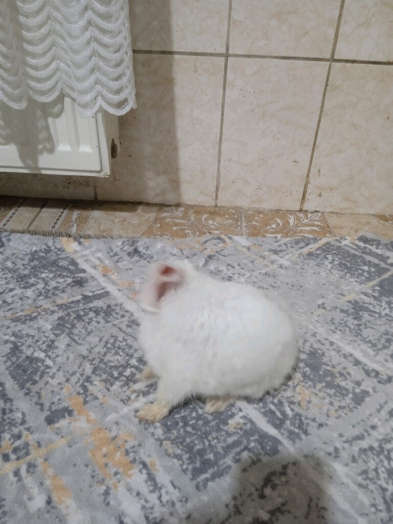 satılık tavşan - 4