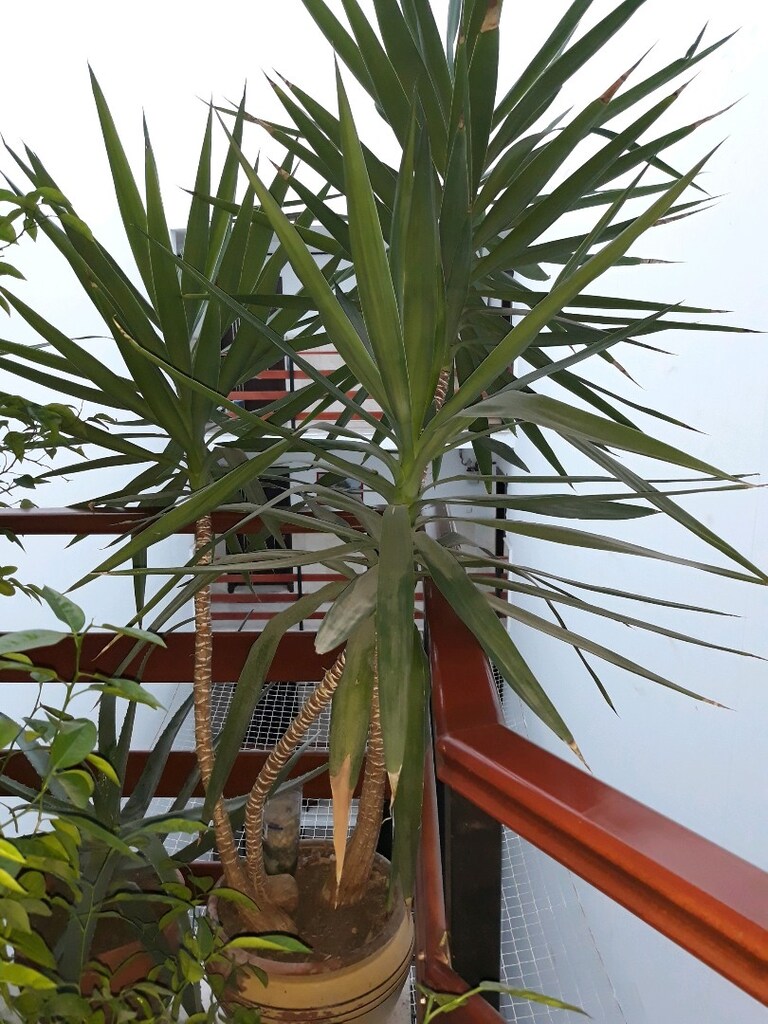 yukka yucca gigantea 2.50 cm 3 yavrulu canlı ve bakımlı - 3
