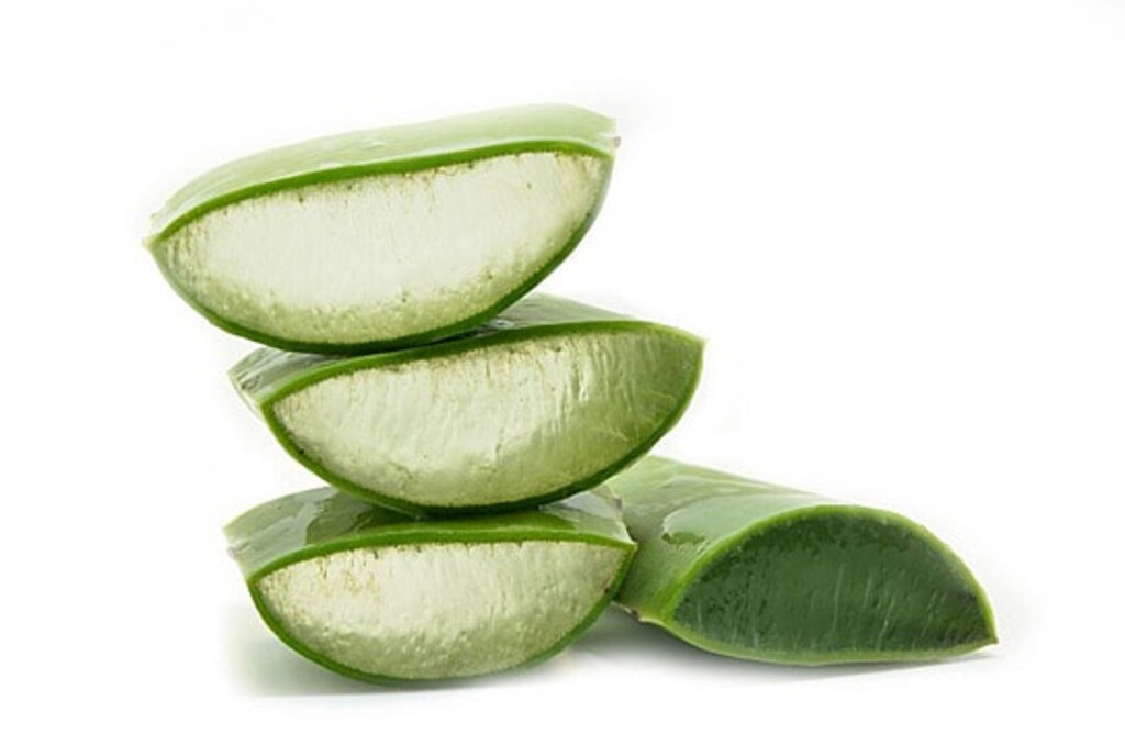 Meksika Cinsi Dev Aloe Vera Yaprağı - 3