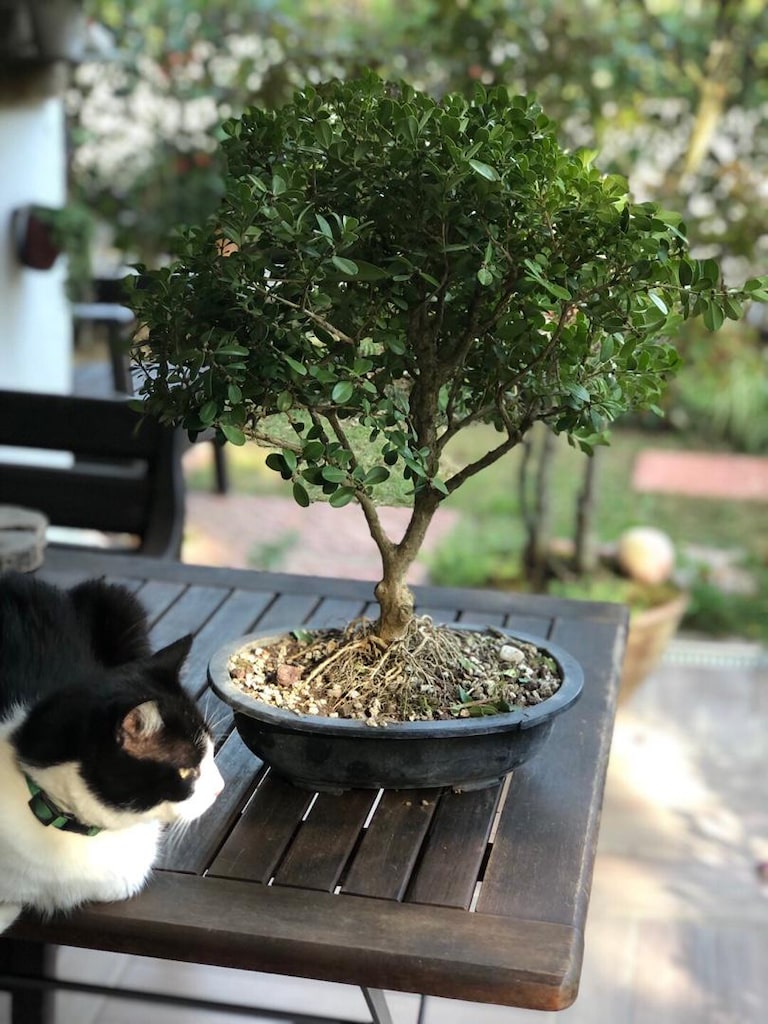 Bonsai Ağacı - 2