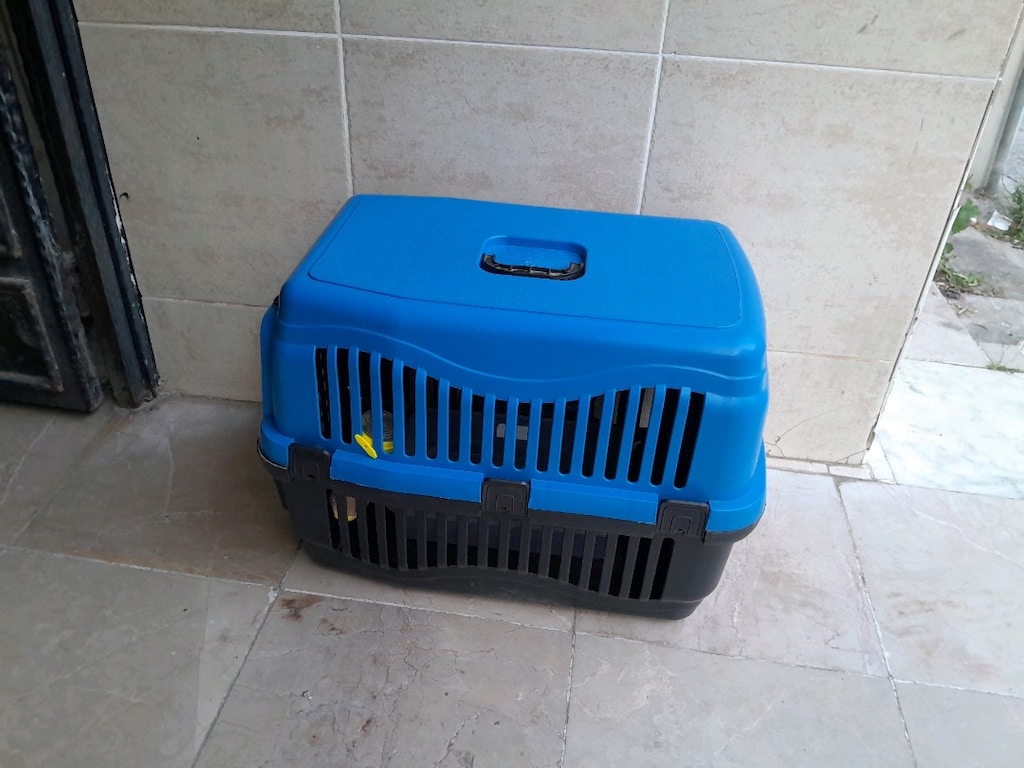 kedi ve köpek için koymak için sağlam kırık yok - 6