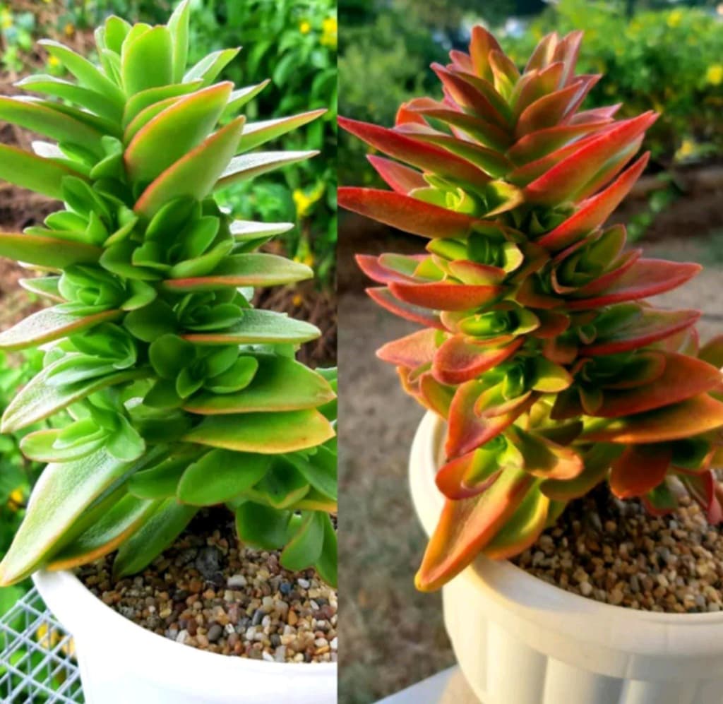 crassula kamp ateşi çiçeği - 2