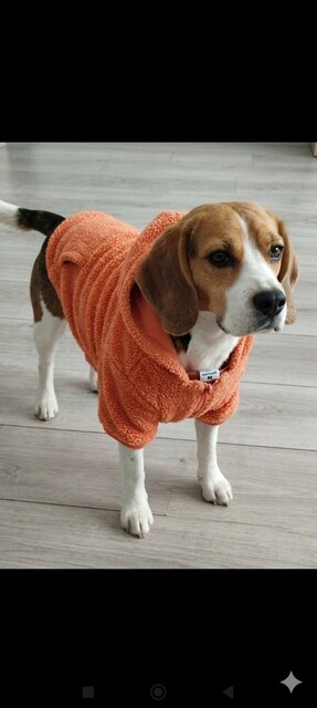 koton köpek kıyafeti