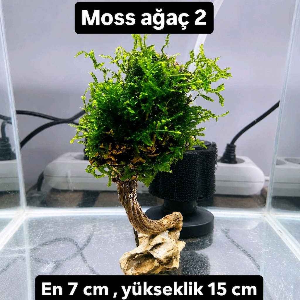 Mosslu ağaç çesitleri - 9