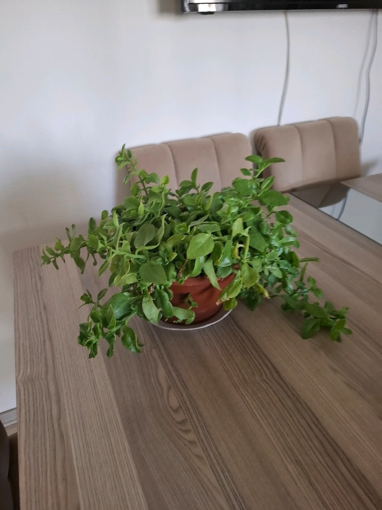 Buz çiçeği - 3