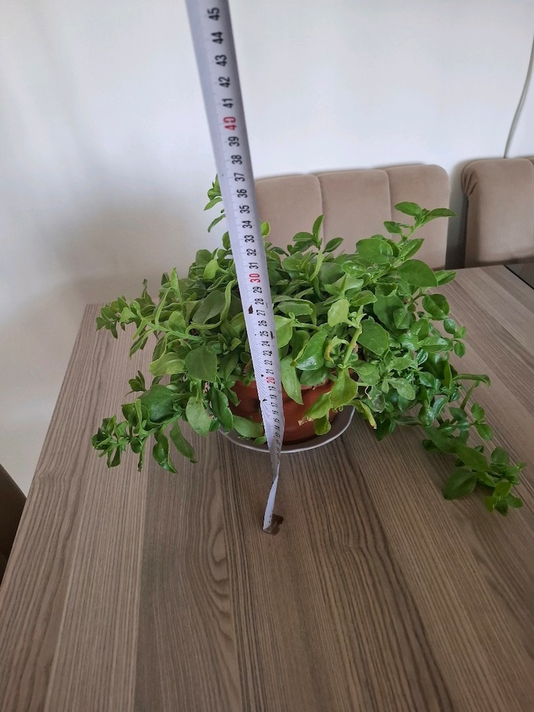 Buz çiçeği - 2