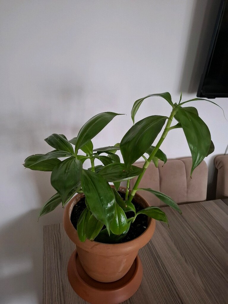ev ve ofis bitkisi ( Ahtabot çiçeği ) - 3