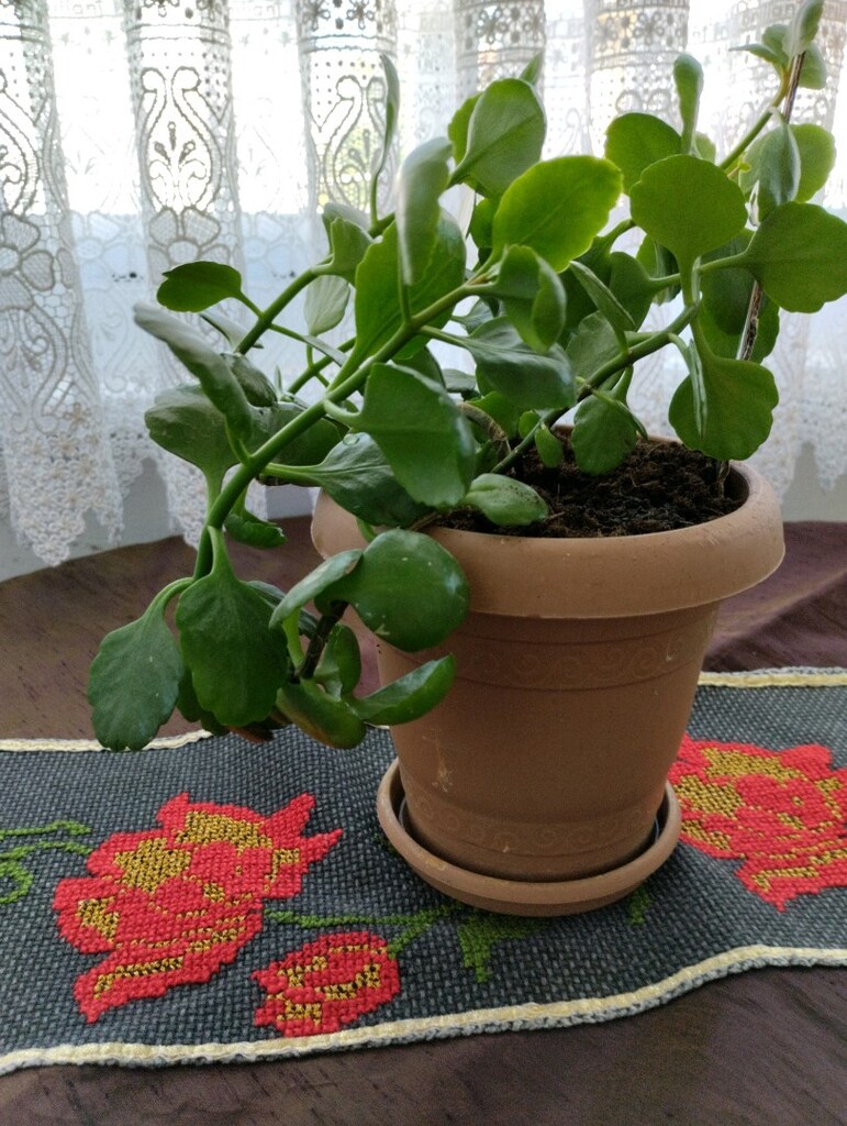 canlı çiçek - 5