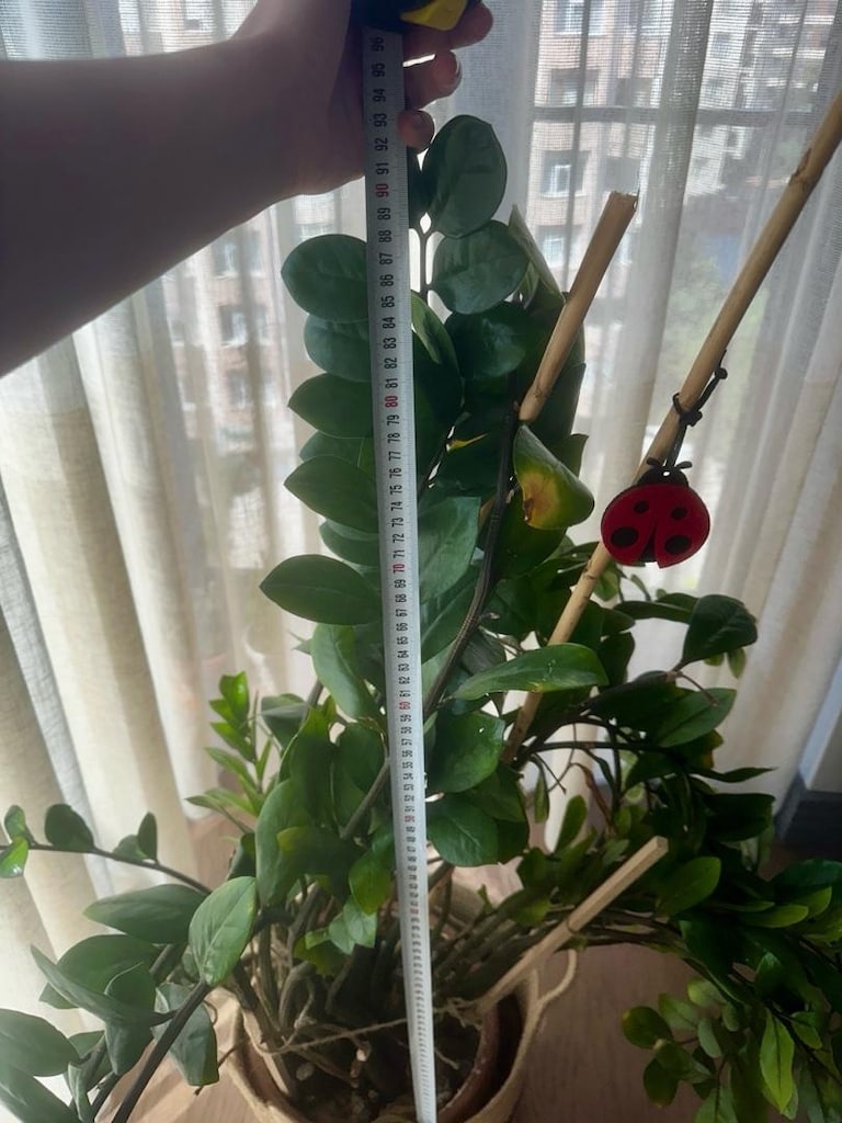 90 cm büyük boy zamia - zz - zeze çiçeği - yeni sürgünlü - 2