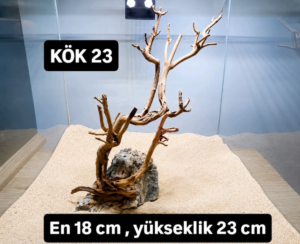 akvaryum kök - 7
