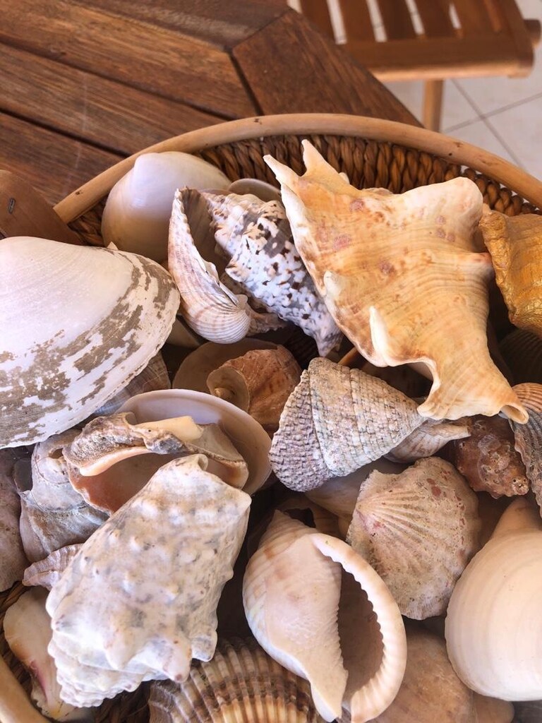 Deniz kabukları sepeti ile - 4