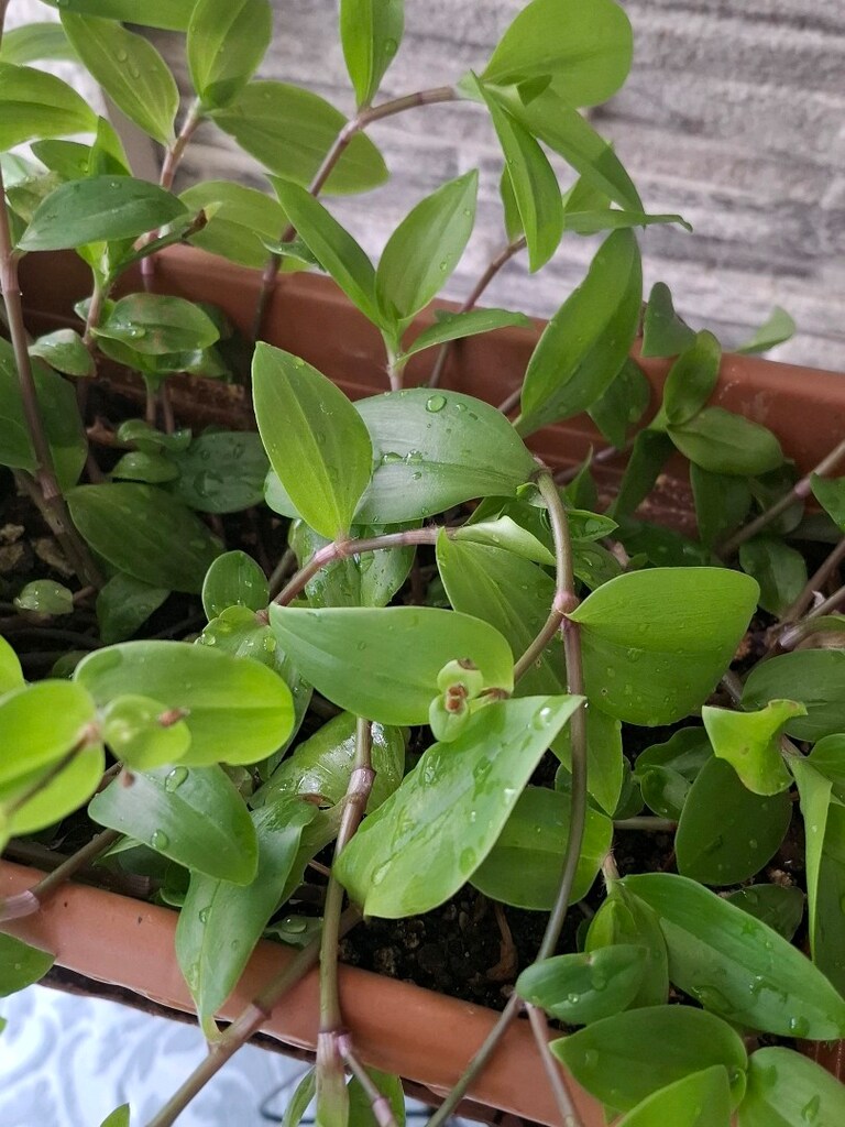 telgraf çiçeği ve çiçeklik 1050₺ - 5